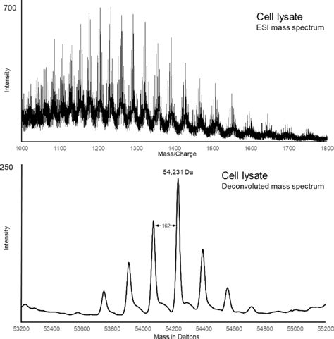 Monoclonal Iga Heavy Chain Esi Mass Spectrum Top Displaying The