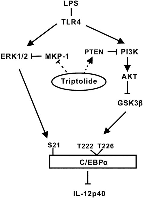 Model For Regulation Of IL 12p40 Production By Triptolide Triptolide