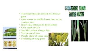 USES OF MANGANESE IN AGRICULTURE | PPT