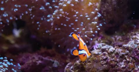 Poisson Mort Dans Laquarium Que Faire Du Corps Roedorium