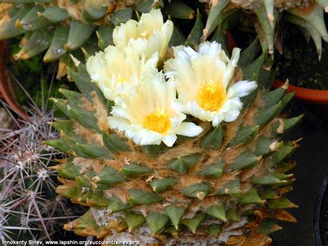 Суккулентные растения, Петр Лапшин, каталог для заказа - succulents by ...