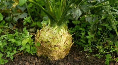 How to Plant, Grow, and Care for Celeriac