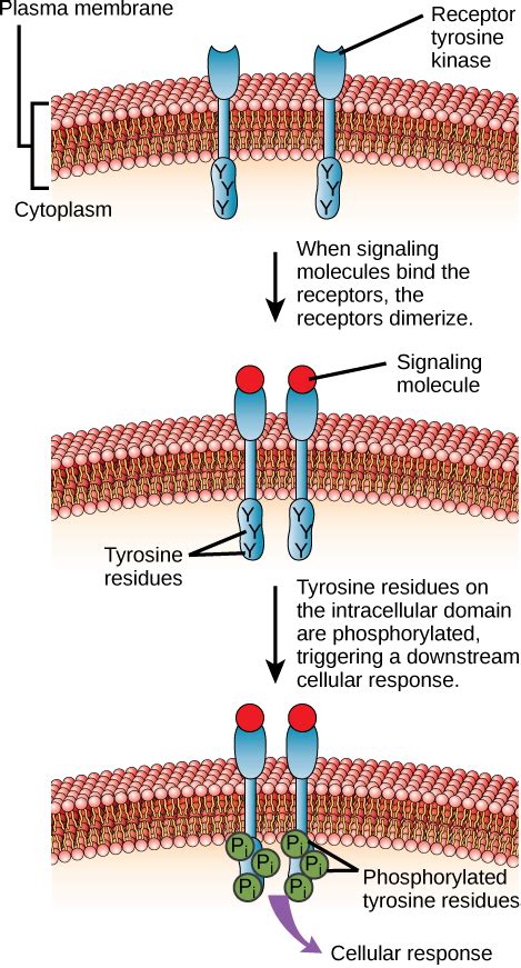 Signaling Molecules And Cellular Receptors Biology For Majors I