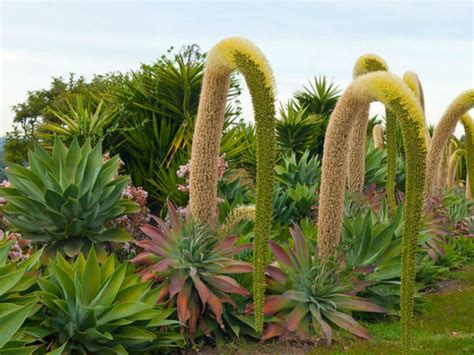 Agave attenuata (Fox Tail Agave) - World of Flowering Plants