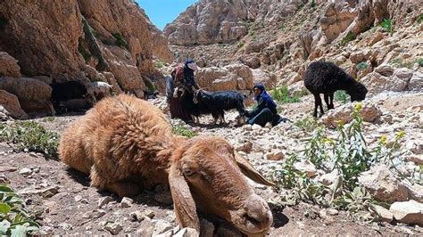 Goat Milking By A Nomadic Woman By The Hand Videos Vesht Gan Jing