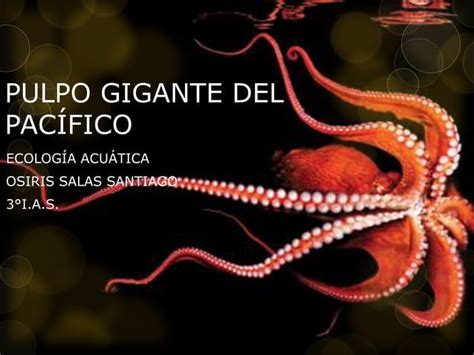 Pulpo Gigante Del Pac Fico Ppt