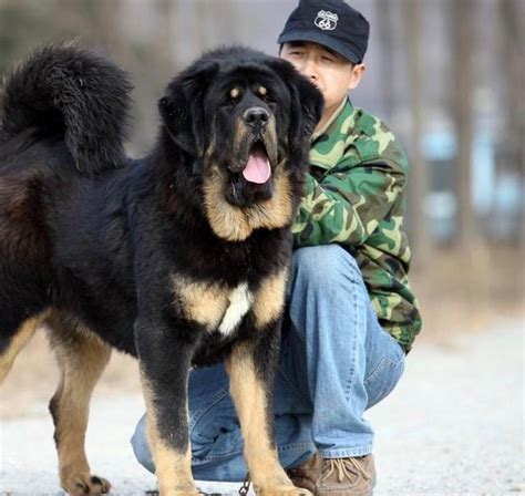 大虎頭和小虎頭藏獒，獒中第二貴神犬 每日頭條