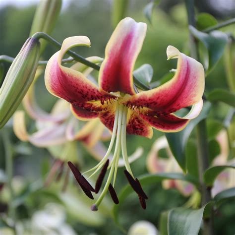 Lily Oriental Trumpet Ot Lavon 5 Bulbs Longfield Gardens