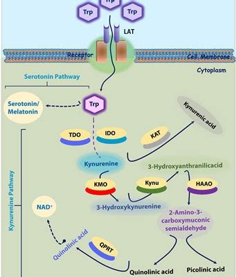 What is the mechanism of action of tryptophan - Blog