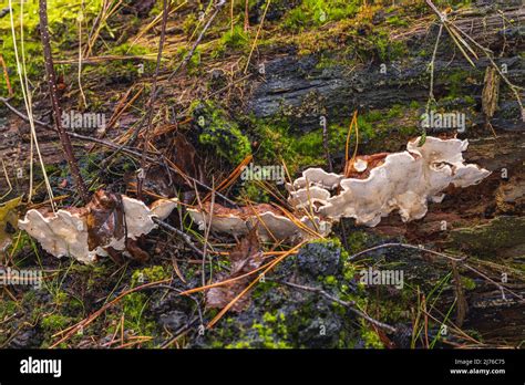 El Hongo De La Yesca Crece En La Madera Muerta Fotograf As E Im Genes