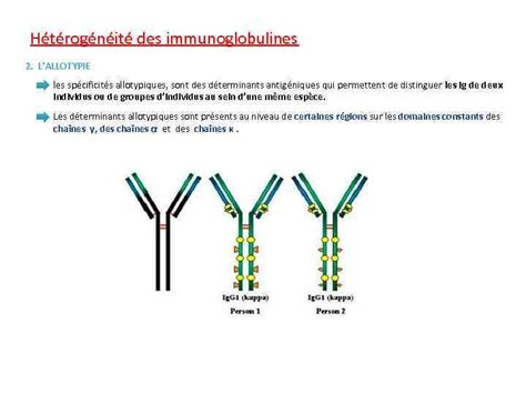 Les Immunoglobulines COURS 3 EME ANNEE MEDECINE