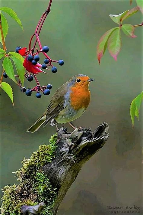 Robin Bird Wallpaper Hd