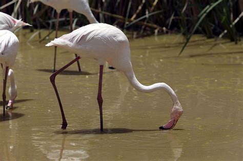 Greater Flamingo Feeding Photograph by M. Watson | Fine Art America