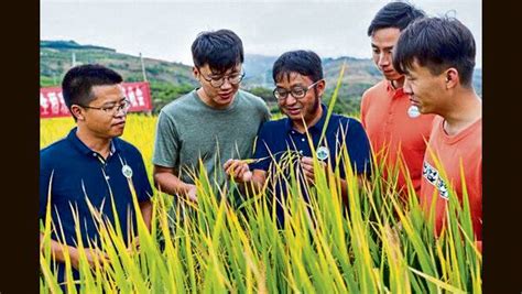 Why Perennial Rice Developed In China Is A Big Deal