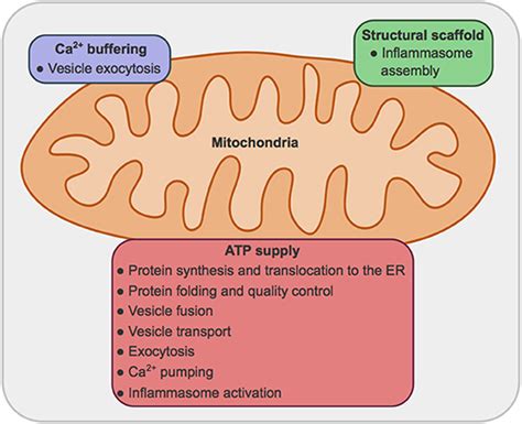 Frontiers Mitochondrial Bioenergetics And Dynamics In Secretion Processes