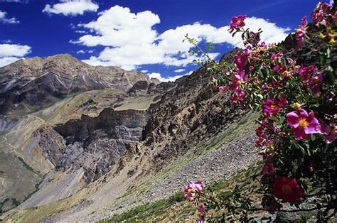 Rose Of Ladakh The Landscape Of Ladakh Looks Extremely Ari Flickr