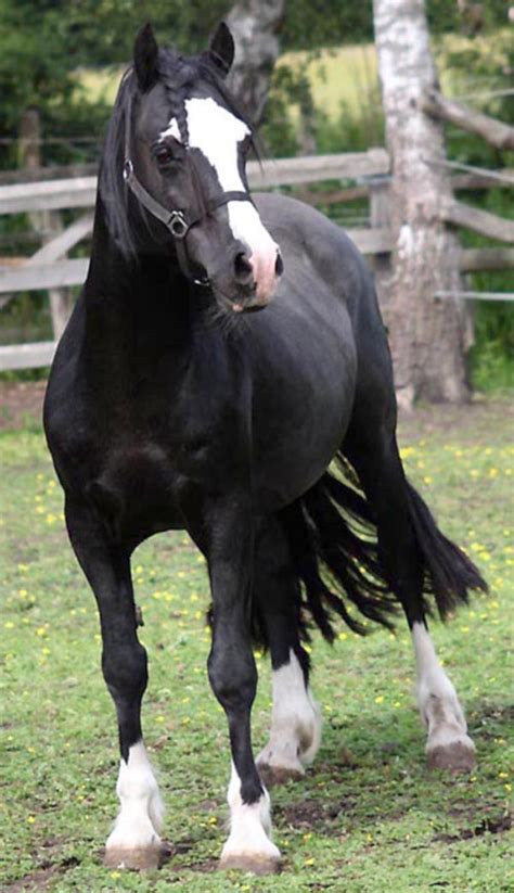 Top 10 welsh pony ideas and inspiration