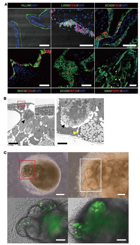 Characterization Of Gut Organoids And Detection Of Lgr Eg Fppositive