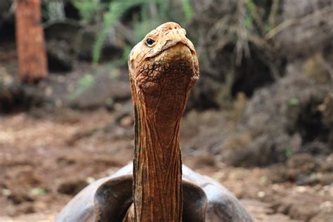 This 100 Year Old Tortoise Had So Much Sex He Saved His Species From Extinction