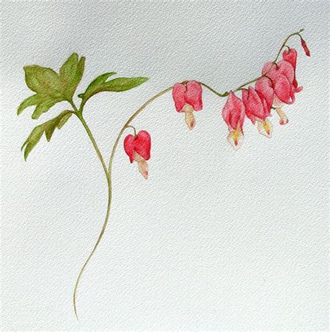 bleeding heart plant tattoo - tinspirecxcastutorial