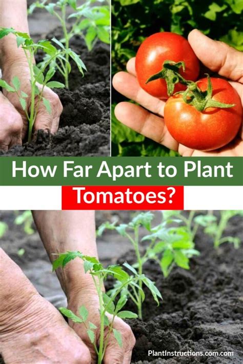 How Far Apart To Plant Tomatoes Tomato Plants Tomato Garden