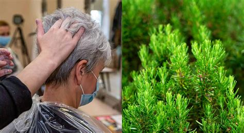 Romero Y Huevo Para Oscurecer Las Canas El Remedio Casero Y Natural