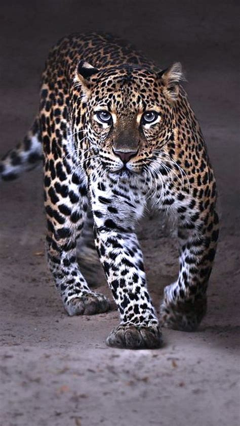 Pin By Somnath On Quick Saves In Big Cats Art Big Cats Wild Cats