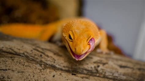 How to Properly Handle Your Pet Gecko - GeckoSavvy