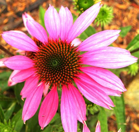 L Echinacea Tutti I Benefici