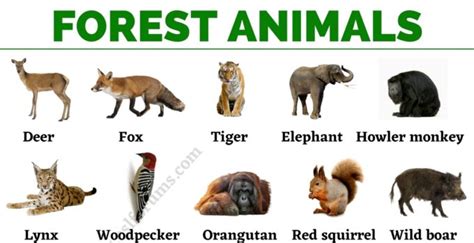 Forest Animals: List of Animals That Live in the Forest with ESL ...