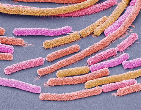 Bacillus Megaterium Bacteria Photograph By Steve Gschmeissner Science