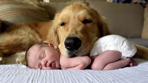 Golden retriever demuestra que son los mejores perros para niños Vibra