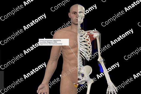 Intertransverse Ligaments (Lumbar Region; Left) | Complete Anatomy