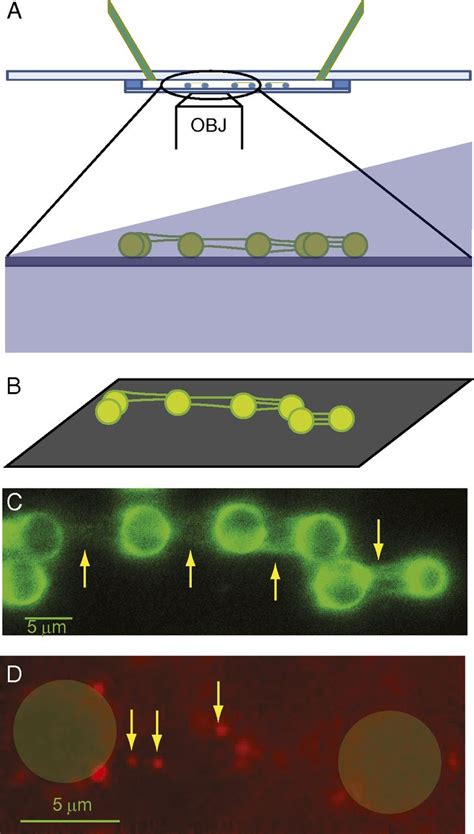 Single Molecule Analysis Reveals Human Uv Damaged Dna Binding Protein