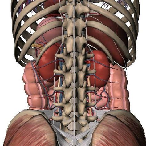 Human Anatomy Back View Organs