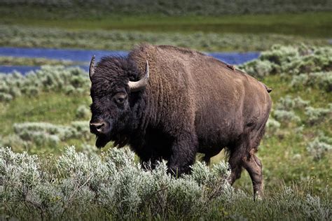 American Buffalo In Yellowstone Photograph By Randall Nyhof