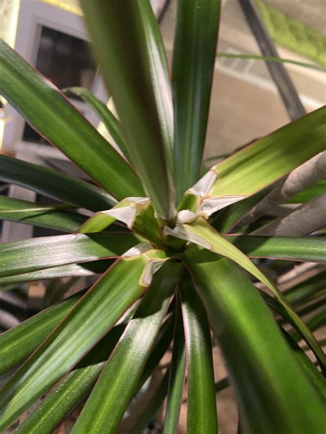 Dracaena Marginatafirst Time I Have Seen That Leaves Are Getting This