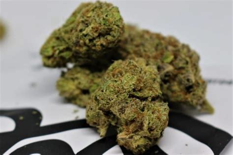 Strain Review Sicario By Doja Exclusive The Highest Critic