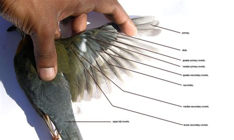 Covert Feather Anatomy Tutorial Animal Study Hummingbird Wings