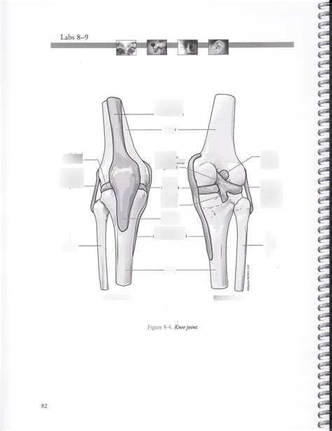 Knee Joint Anterior Posterior View Diagram Quizlet