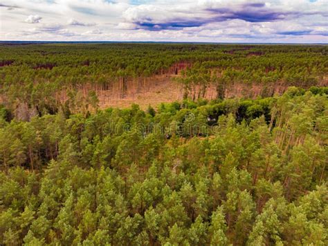 Tuchola Forest In Poland Aerial View Stock Photo Image Of Bory