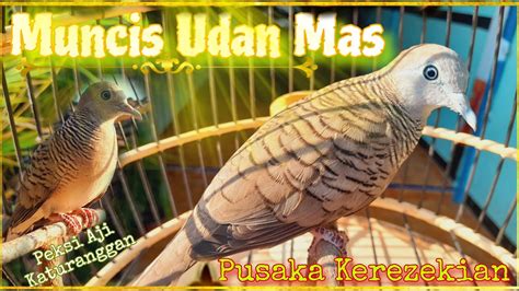 Sarana Penarik Rezeki PERKUTUT MUNCIS UDAN MAS LOKAL ALAM Tuah