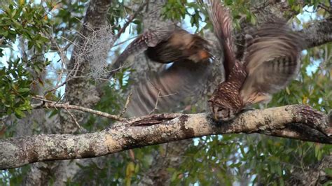 Barred Owl Sex Youtube