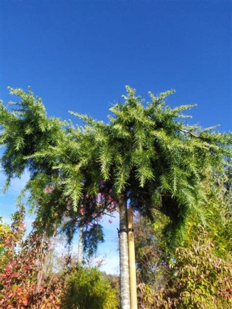 Cedrus Deodara Feeling Blue Himalaya Zeder Gartenfachbetrieb