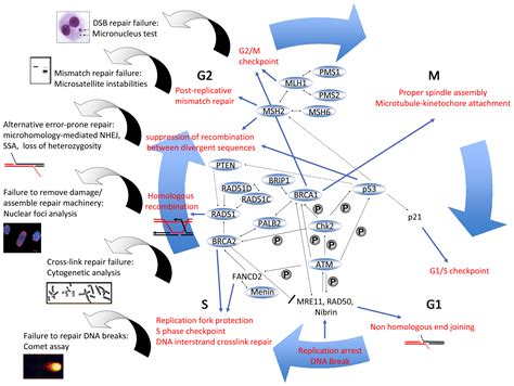 Ijms Free Full Text Ovarian Cancer In Search Of Better Marker