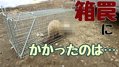 箱罠を仕掛ける【ぐるりの暮らし】131 今年も鶏小屋に野生動物が侵入して、箱罠を仕掛けることになりました。 Youtube