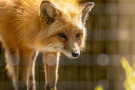 Red Fox Close-up in Soft Light Stock Photo - Image of close, single ...