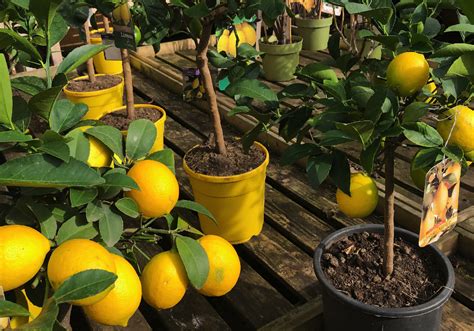 OUTDOOR PLANTS Camden Garden Centre