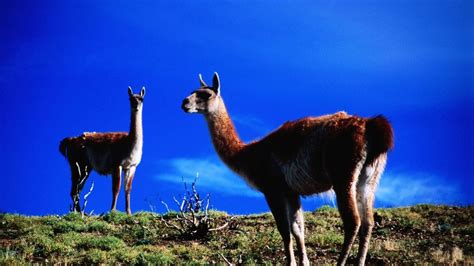 Wildlife spotting in Torres del Paine National Park - BBC Travel