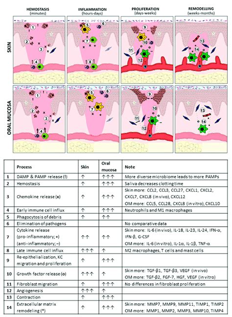 Overview Of Differences Between Oral And Skin During Wound Healing For